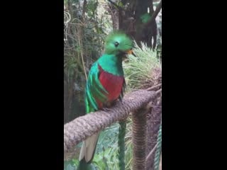 Quetzal a legendary and ancestral bird from méxico