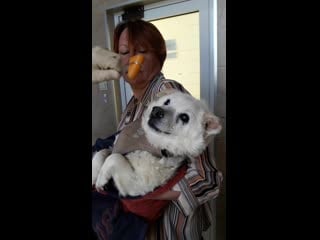 Плюш на осмотре у невролога 2