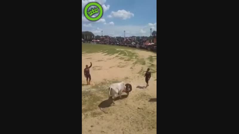 Смельчак однако