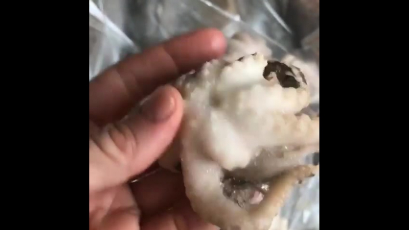 Молодые осьминоги