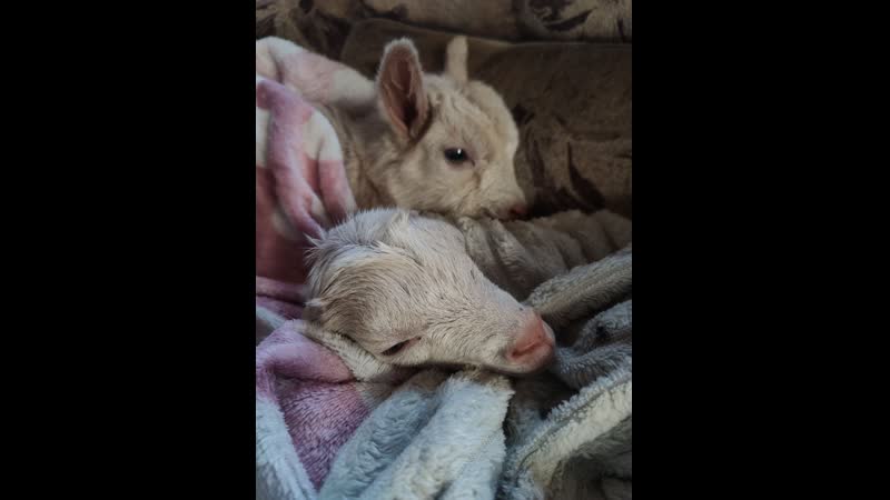 Соседка попросила меня забрать и выходить новорожденных козлят мать коза заболела