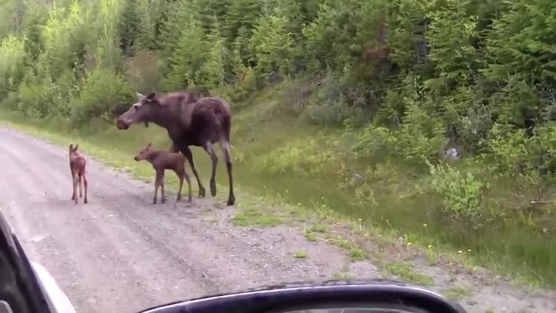 He should’ve waited until mama moose and her calves crossed
