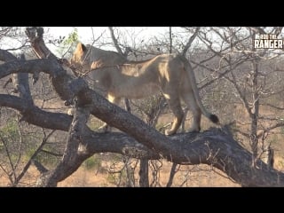 Plastic pollution! lions play with plastic bin bag