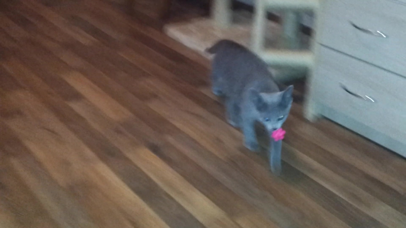 Русская голубая кошечка фифи