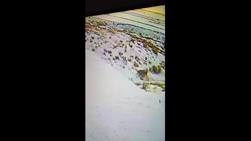 Волки против кангалов (волки съели волкодава кангала)