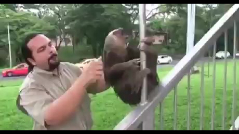 Орущий ленивец