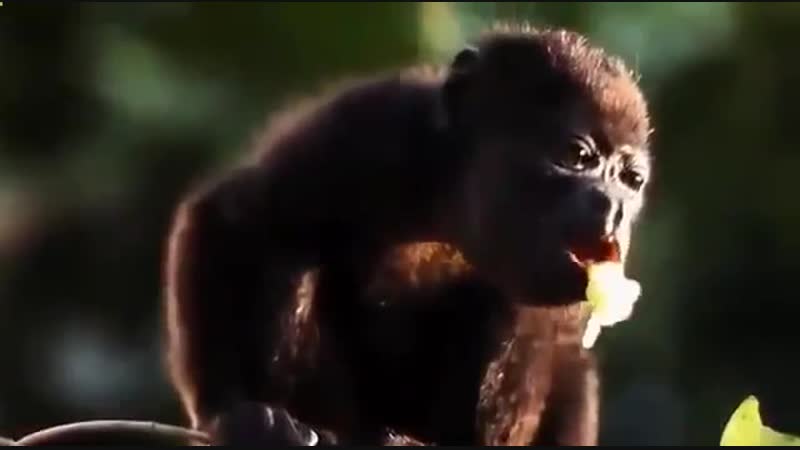 Дикая природа джунгли тропический лес центральной америки документальный фильм