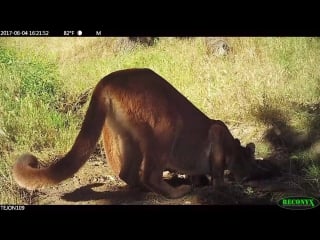 Cougar family on tejon ranch 2