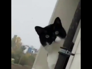 9gag cute stop smokin hooman