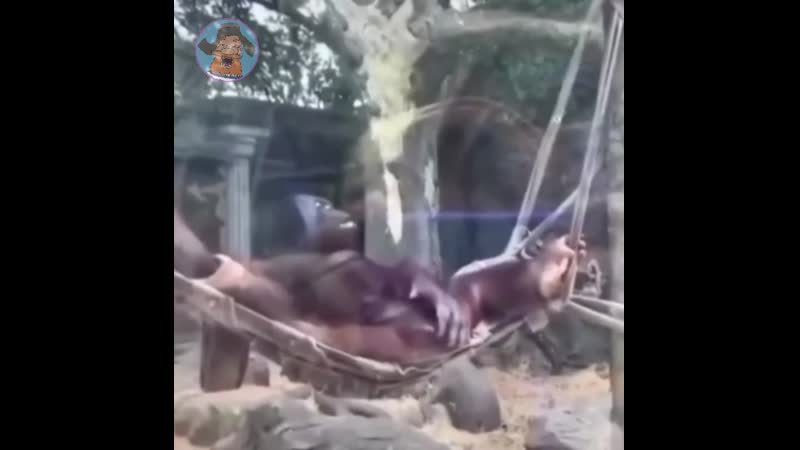 Тринди бринди балалайка ))