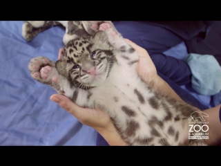 Comfy cute clouded leopard cub