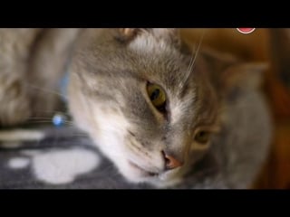 Bbc кошачьи тайны / cat watch 2014 the new horizon experiment, 1 серия из 3