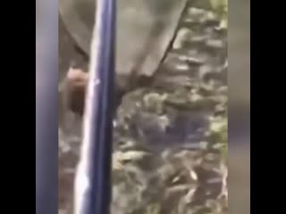 Отпустите бобра