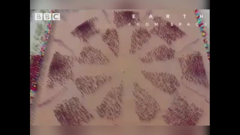 Тренироа монахов шао линя завораживает