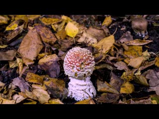 Fly agaric fungi time lapse