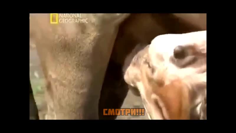 Обычаи африканских племён, скоро в сша