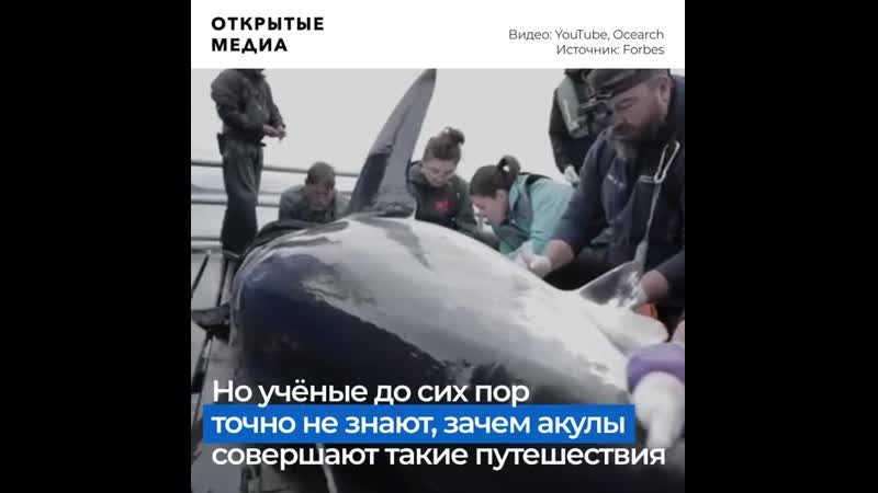 Букмекеры принимают стаи на миграцию белых акул