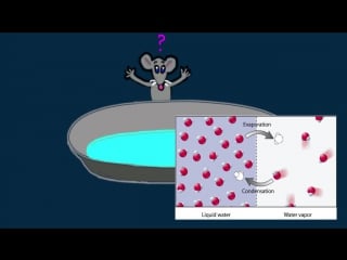 Hewitt drew it! physics 77 evaporation condensation