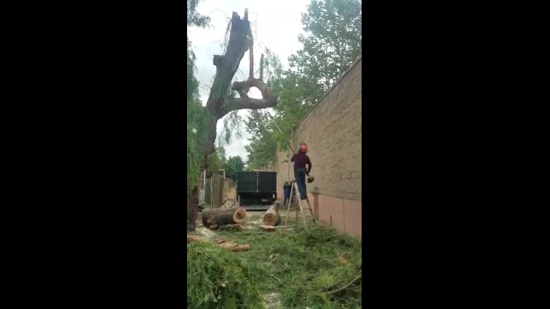 Очень неудачный опил дерева