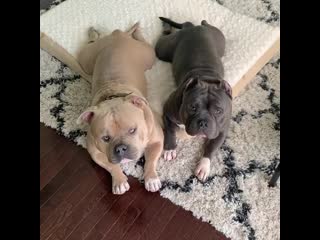 Oso n koa 20200831 1 mp4