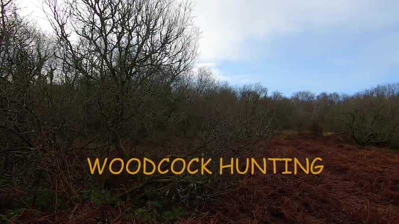 Woodcock hunting (720p) mp4