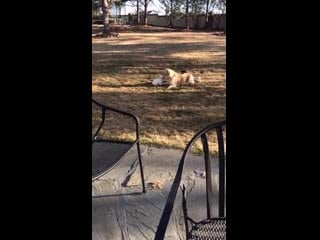 A dogo and a bunny, best friends