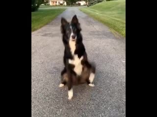Zain nailed the love story challenge on @tiktok cutedogs dogsontwitter kelly bove