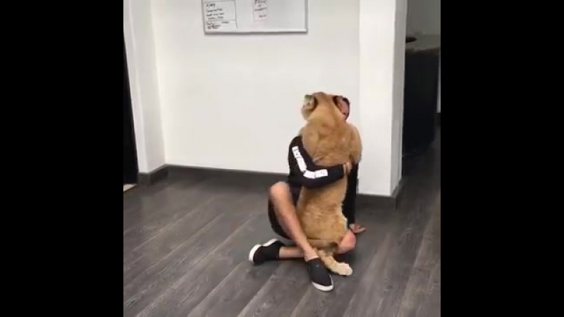 Львенок соскучился по своему другу