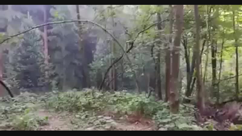 Zabor ot hodokov