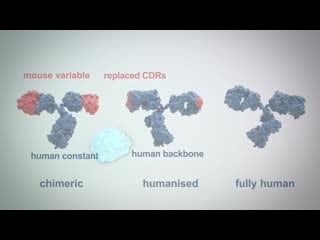 Therapeutic antibodies (part 2) mechanism of action