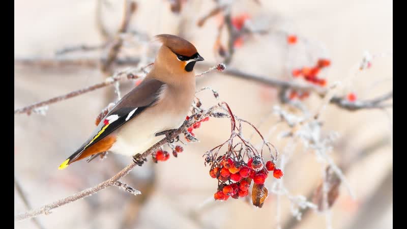 Пернатые друзья