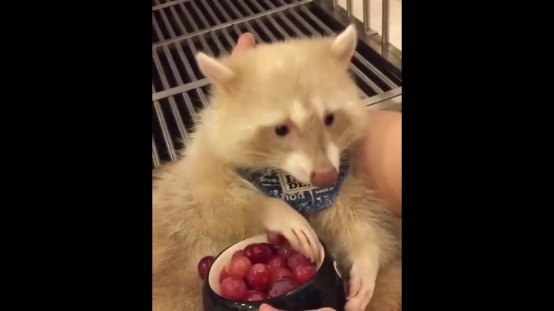 Виноградные поедушки © видеожесть