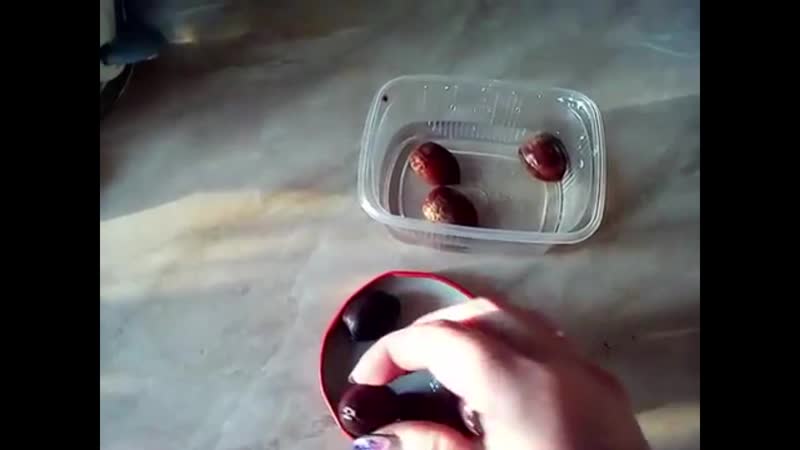 Саженец дуба из желудя