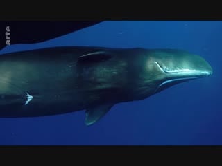 Les caraïbes volcans et baleines arte