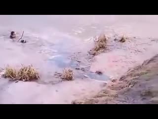 Храбрая девушка