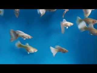 Guppy full platinum albino (гуппи платиновая альбинос) mp4