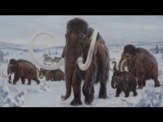 Мамонты и их изучение (рассказывает палеонтолог евгений мащенко)