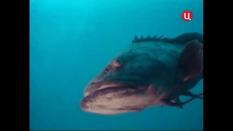 Повторное открытие мира #23 австралия навстречу прошлому