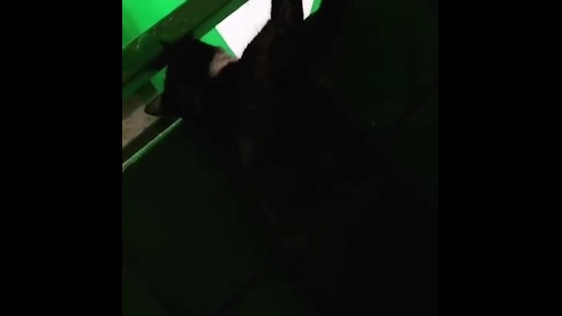 В спасске дальнем пожарные спасли кота по кличке степка