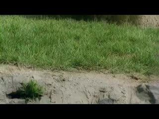 Vukuda Veronika bilan anal jinsiy aloqa videolari Onam bilan jinsiy aloqa, katta kokraklar