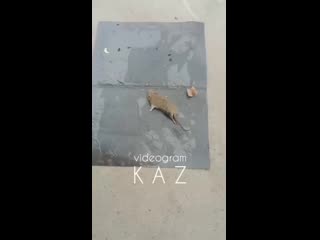 Videogram kaz cbahf9chf5l mp4