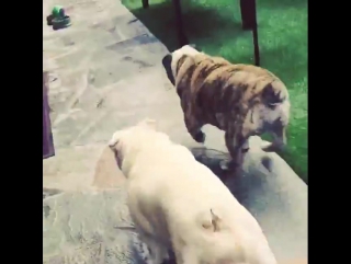 Shemar moore and shug & moe