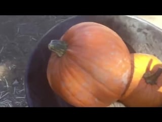Hey violet halloween pumpkin patching (#8)