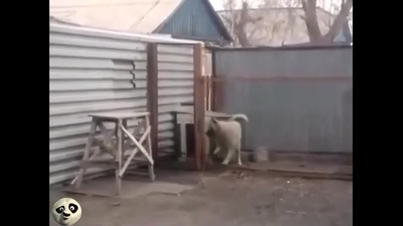 Пёсель флексит