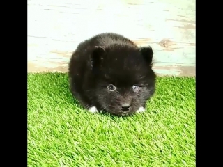 Black pomsky чёрный помски