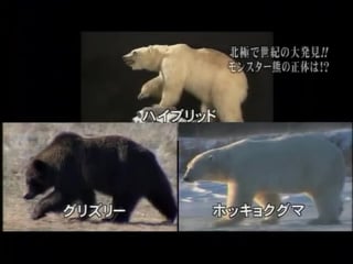 Grizzly×polar bear hybrid
