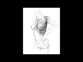 Woman anatomy speedpainting