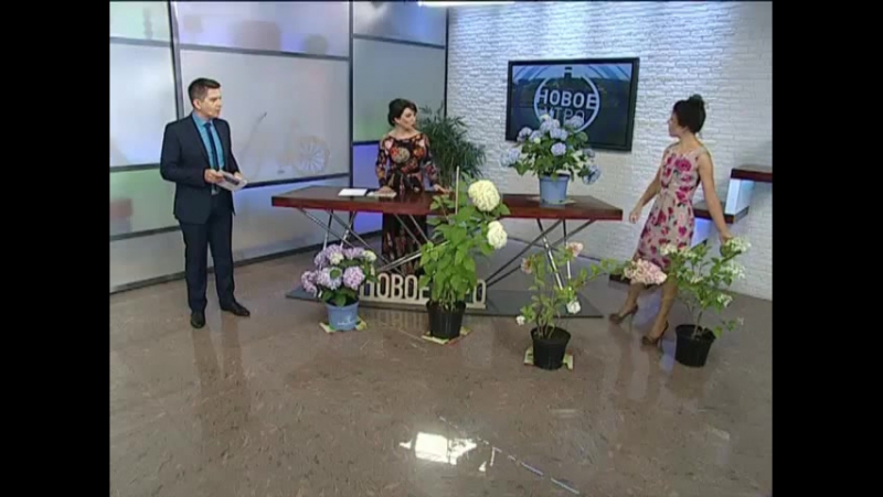 Гортензия в сибирском саду