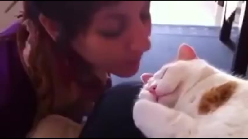 Кот мяукает когда его целуют (vhs video)