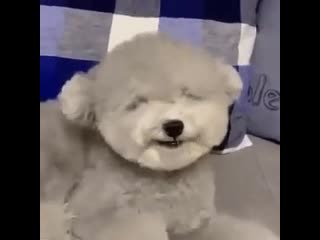 946cf4af d01d 4634 813c 5c4eaf6c3404 mov